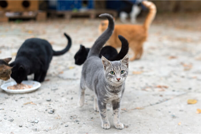 Blessed Be the Cats cover artwork